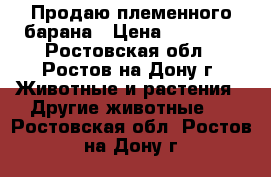 Продаю племенного барана › Цена ­ 13 000 - Ростовская обл., Ростов-на-Дону г. Животные и растения » Другие животные   . Ростовская обл.,Ростов-на-Дону г.